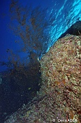 Antipathes dichotoma Corail noir Ambiance-St Johns Gota Soraya-32m-20121024-Denis-ADER-DSC_2589_tn